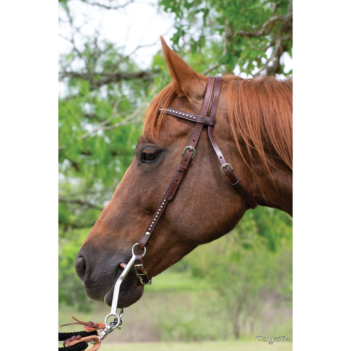 Spot Accent Browband Headstall 2
