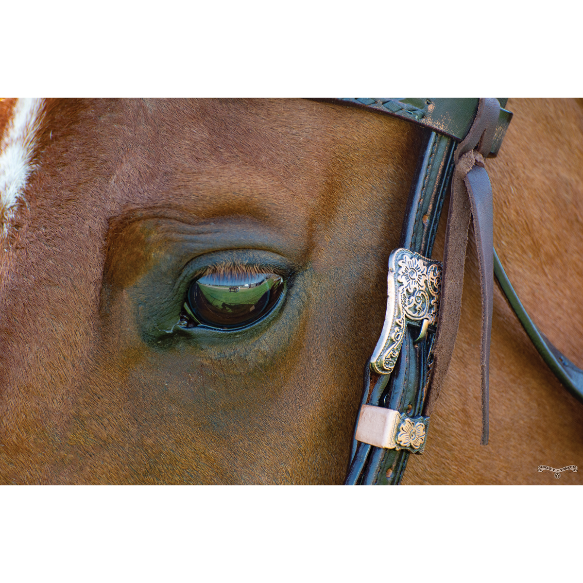 Vintage Sunflower Browband Headstall 2